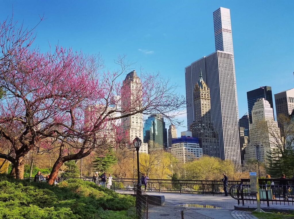 Central Park scene with blooming trees, people walking, and tall skyscrapers in the background under a clear blue sky. AI Search