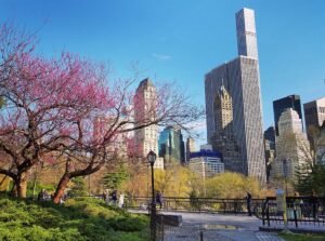 Central Park scene with blooming trees, people walking, and tall skyscrapers in the background under a clear blue sky. AI Search